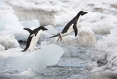 Adelie Penguins jumping on lumps of ice on their way to open water. Brown Bluff. Antarctic Peninsula