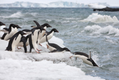 Adelie Penguins diving into the water, on their way out to sea to feed. Brown Bluff. Antarctic Peninsula