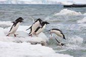 Adelie Penguins diving into the water, on their way out to sea to feed. Brown Bluff. Antarctic Peninsula
