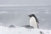 Adelie Penguin in a snowstorm on the slopes of Devil Island. North Weddell Sea. Antarctica