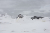 Adelie Penguin buried in snow during a snowstorm on the slopes of Devil Island. North Weddell Sea. Antarctica