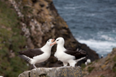 Black-browed Albatross pair courting. West Point Island. The Falkland Islands.
