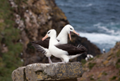 Black-browed Albatross pair courting. West Point Island. The Falkland Islands.