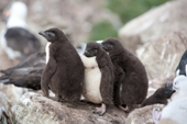 Rockhopper Penguin chicks. West Point Island. The Falkland Islands.