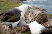 Black-browed Albatross pair with a chick in their nest. West Point Island. The Falkland Islands.