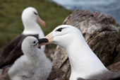 Black-browed Albatross with a chick in the nest. West Point Island. The Falkland Islands.