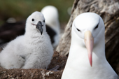 Black-browed Albatross with a chick in the nest. West Point Island. The Falkland Islands.