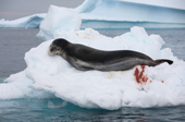 Leopard seal sleeping on an ice floes with faeces coloured from eating krill. Antarctica