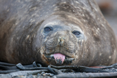 Southern Elephant Seal sitting on kelp has sand on its tongue. Prion Island. South Georgia. Sub Antarctic Islands