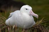 Wandering Albatross on its nest. IUCN status Vulnerable. Prion Island. South Georgia. Sub Antarctic Island