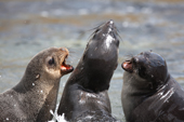 Antarctic Fur seals play rough games in the water Godthul, South Georgia. Sub Antarctic Islands