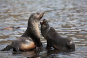 Antarctic Fur seals play in the water Godthul, South Georgia. Sub Antarctic Islands