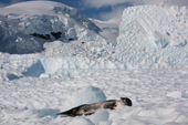 Weddell seal rests on dimpled ice, Skontorp Cove, Paradise Bay. Antarctica