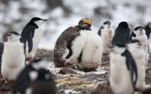 Macaroni penguins moulting, Hannah Point, Livingston Island. South Shetland Islands. Antarctica