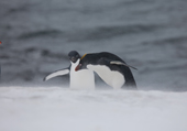 Macaroni and Adelie penguin in a ground blizzard, Port Charcot, Booth Island
