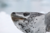 Leopard seal, portrait of a predator. Antarctica