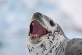 Leopard seal showing its teeth, portrait of a predator. Antarctica