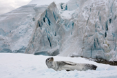 Leopard Seal. resting on ice between meals. Cuverville Island. Antarctica