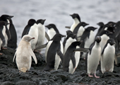 Rare Leucistic Adelie penguin with others on the shore at Brown Bluff. Antarctica