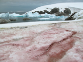 Red Snow algae, called Red Snow or Watermelon snow contains the cold loving Chlamydomonas nivalis or Chloromonas rubroleosa algae. Petermann Island. Antarctica