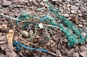 Eider Duck nest constructed with nylon rubbish from the beach, nets and bits of strapping. Duck Islands, Liefdefjord/Woodfjord. Svalbard