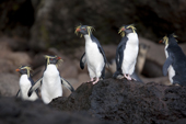 The world population of Northern Rockhopper has declined by 90% in the past  60 years, so it is Engangered. Quest Bay, Gough Island. UNESCO World Heritage site.