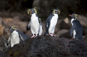 The world population of Northern Rockhopper has declined by 90% in the past  60 years, so it is Engangered. Quest Bay, Gough Island. UNESCO World Heritage site.