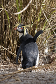 The world population of Northern Rockhopper has declined by 90% in the past  60 years, so it is Engangered. Nightingale Island, Tristan da Cunha