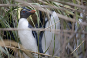 Wild looking Northern Rockhopper Penguin. Nightingale Island, Tristan da Cunha