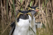 Wild looking Northern Rockhopper Penguin, moulting its long crest feathers. Nightingale Island, Tristan da Cunha