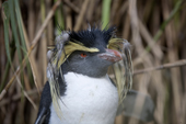 Wild looking Northern Rockhopper Penguin, moulting its long crest feathers. Nightingale Island, Tristan da Cunha