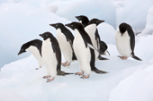 Group of Adelie penguins on ice. Antarctica