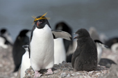 Macaroni Penguin with a chick. Antarctica