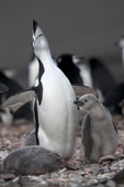 Chinstrap penguin with two chicks giving an ecstatic display. Antarctica