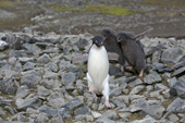 Adelie Penguin chicks chase a parent newly returned from the sea. Antarctica