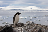 Adelie Penguin on nest with its chick, high above the shoreline. Devil Island. Weddell Sea. Antarctica