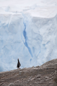 Gentoo Penguin gives an ecstatic display with a backdrop of an ice cliff Neko Harbour. Antarctica