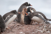 Gentoo Penguins squabble at their nest sites. Neko Harbour. Andvord Bay. Antarctica