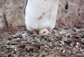 Gentoo penguin egg hatching Neko Harbour. Antarctica