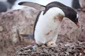 Gentoo penguin egg hatching as the snow falls. Neko Harbour. Antarctica