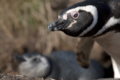 Magellanic Penguin chick or fledgling and adult on Carcass Island. The Falkland Islands.
