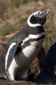 Magellanic Penguin adult on Carcass Island. The Falkland Islands.