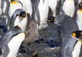 King Penguins threaten a Brown skua that has landed in their midst. Salisbury Plain. South Georgia. Sub Antarctic