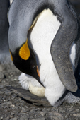 Incubating King penguin rearranges the feathers around the egg. South Georgia Salisbury plain