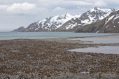 King Penguin colony at St Andrews Bay has excellent fresh water available, South Georgia;