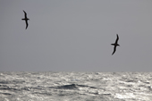 Sooty Albatross in flight by Gough Island South Atlantic Islands