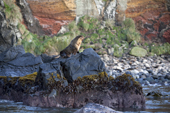 Sub-antarctic Fur Seal rests on sea smoothed volcanic rocks Quest Bay, Gough Island. South Atlantic Islands