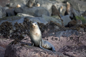 Sub-Antarctic Fur seal on rounded rocks on the shore at Quest Bay, Gough Island, South Atlantic Islands