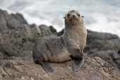 Subantarctic Fur Seal on Nightingale Island, part of the Trisatn da Cunha group of islands.