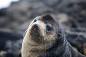 Portrait of a Subantarctic Fur Seal. Nightingale Island, Tristan da Cunha.